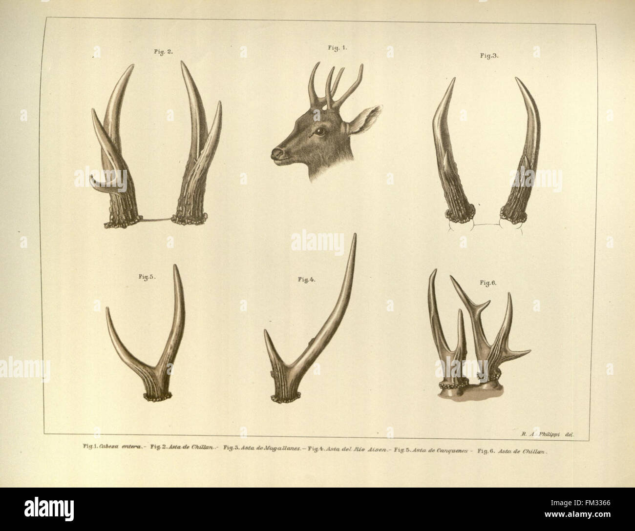Anales del Museo Nacional de Chile Stock Photo