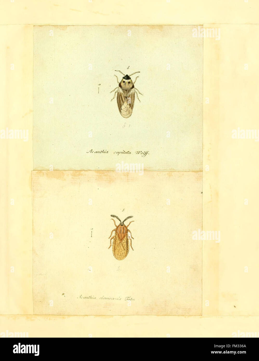 This work provides detailed illustrations and descriptions of German ...