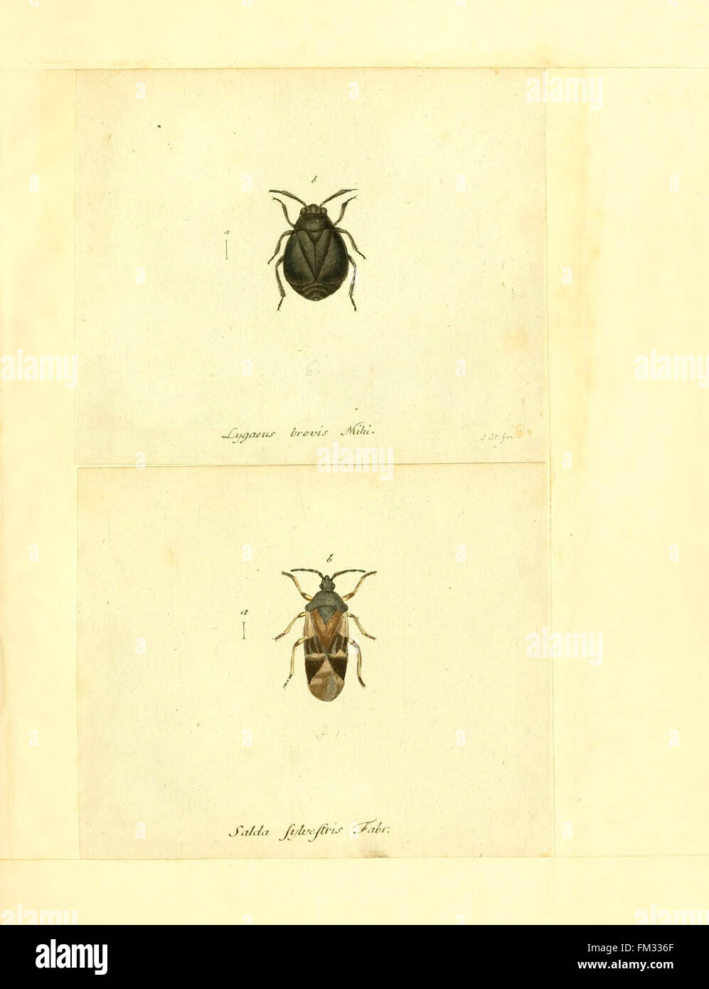 Insects In Germany An early work on the insects of Germany, providing detailed ...