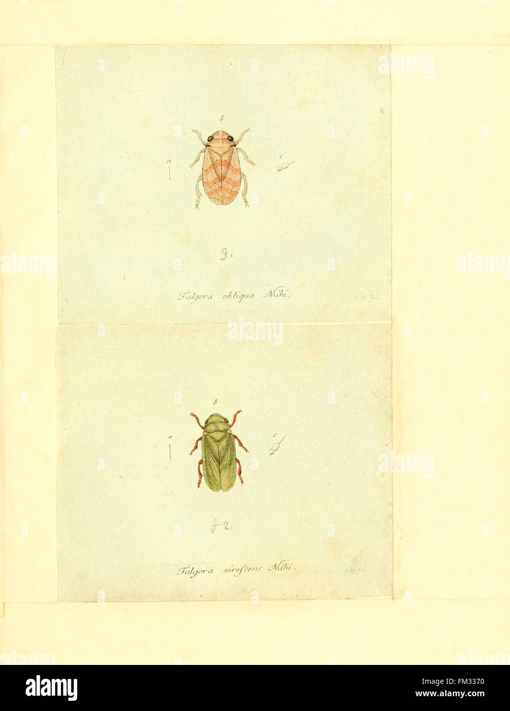 Insects In Germany This work 'Faunae insectorum Germanicae' offers a detailed pictorial ...