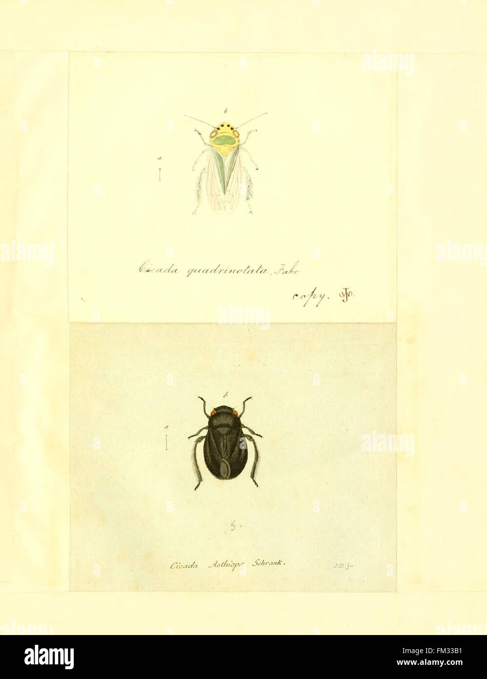 Insects In Germany 'Faunae insectorum Germanicae' illustrates insect species from Germany ...