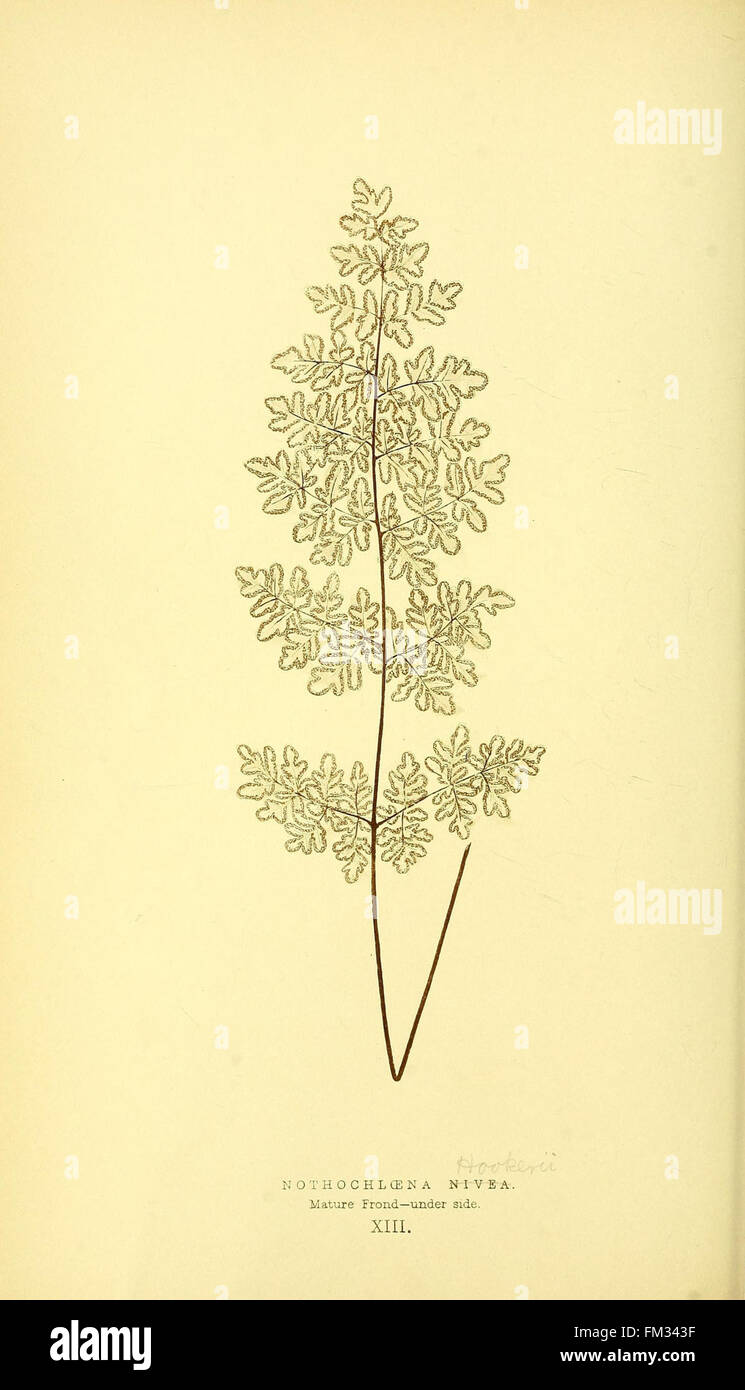 Showcasing various fern species hi-res stock photography and images - Alamy