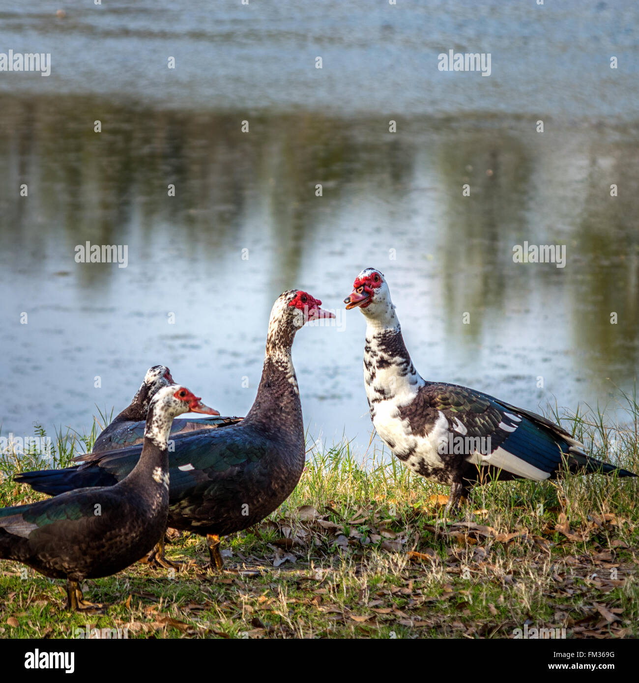 Duck Family Talking Stock Photo