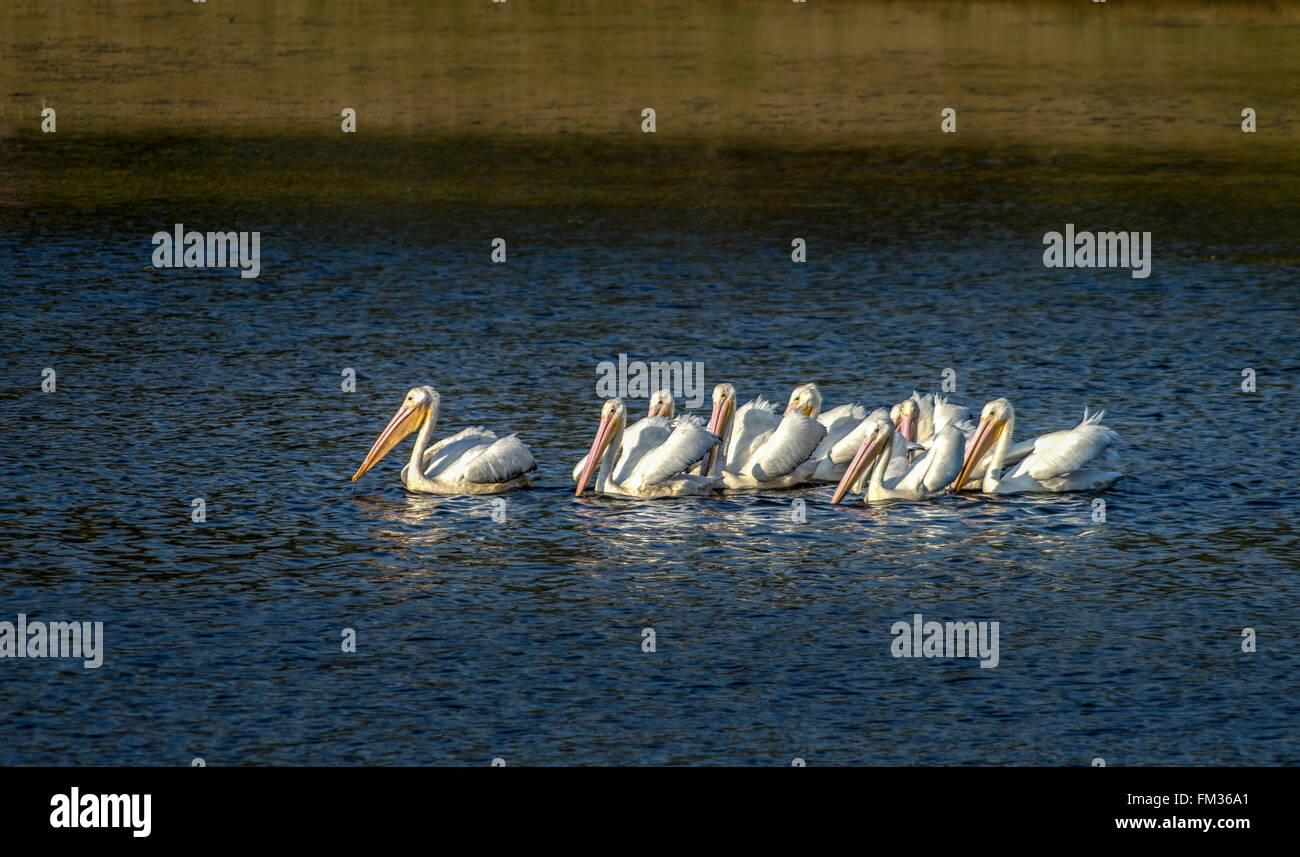 American white pelicans hi-res stock photography and images - Alamy