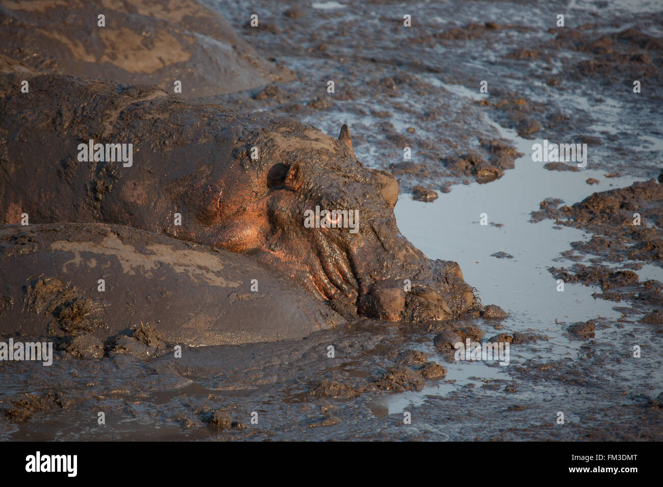 Hippo in muddy backwater pool facing setting sun Stock Photo