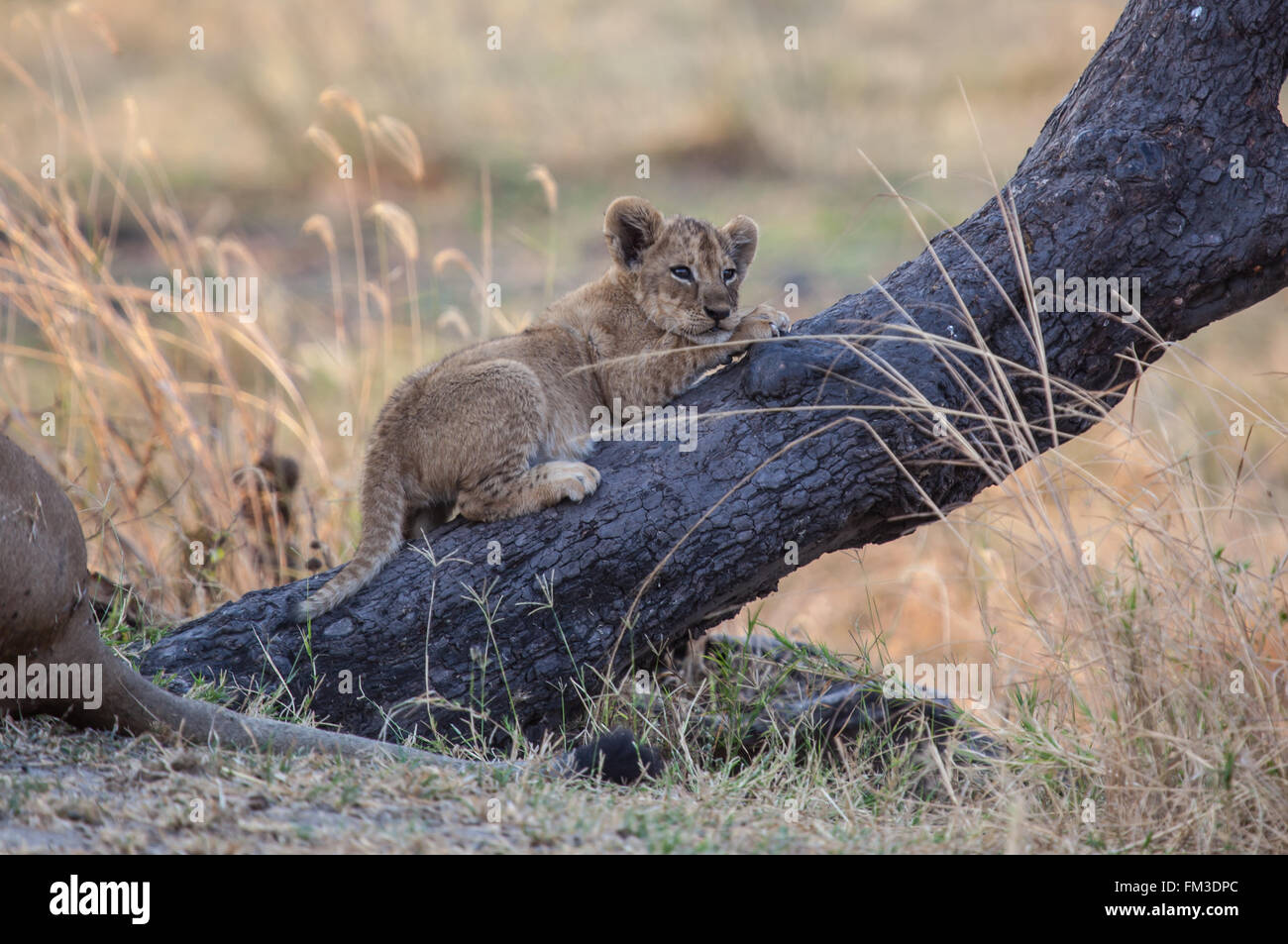 Lion cub resting on a fire backened tree trunk Stock Photo