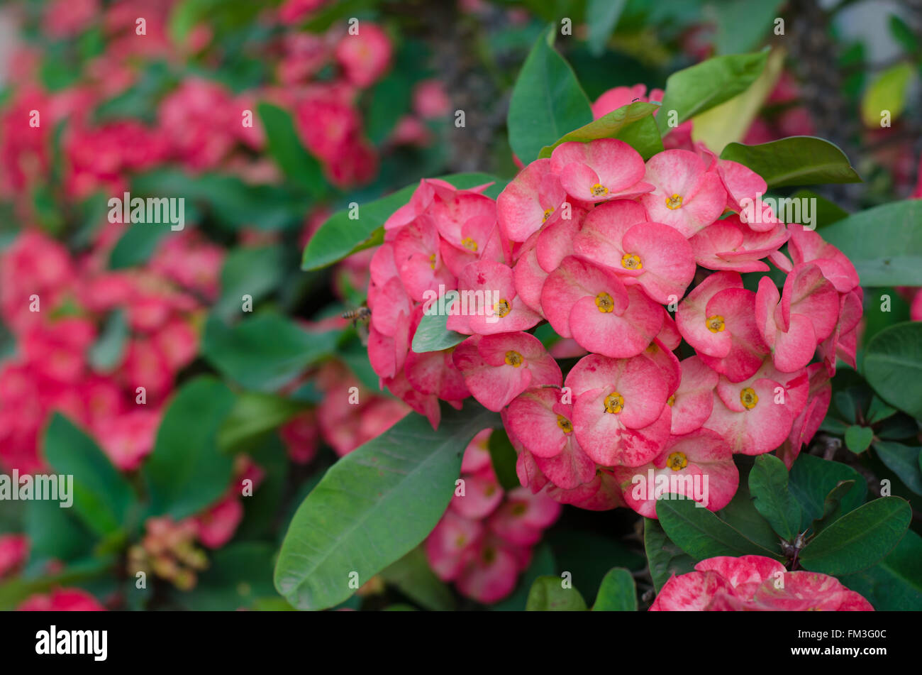Crown of thorns flower blooming on tree Stock Photo Alamy