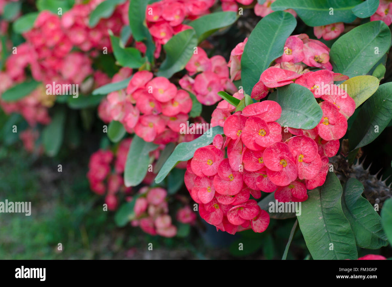 Crown of thorns flower blooming on tree Stock Photo Alamy