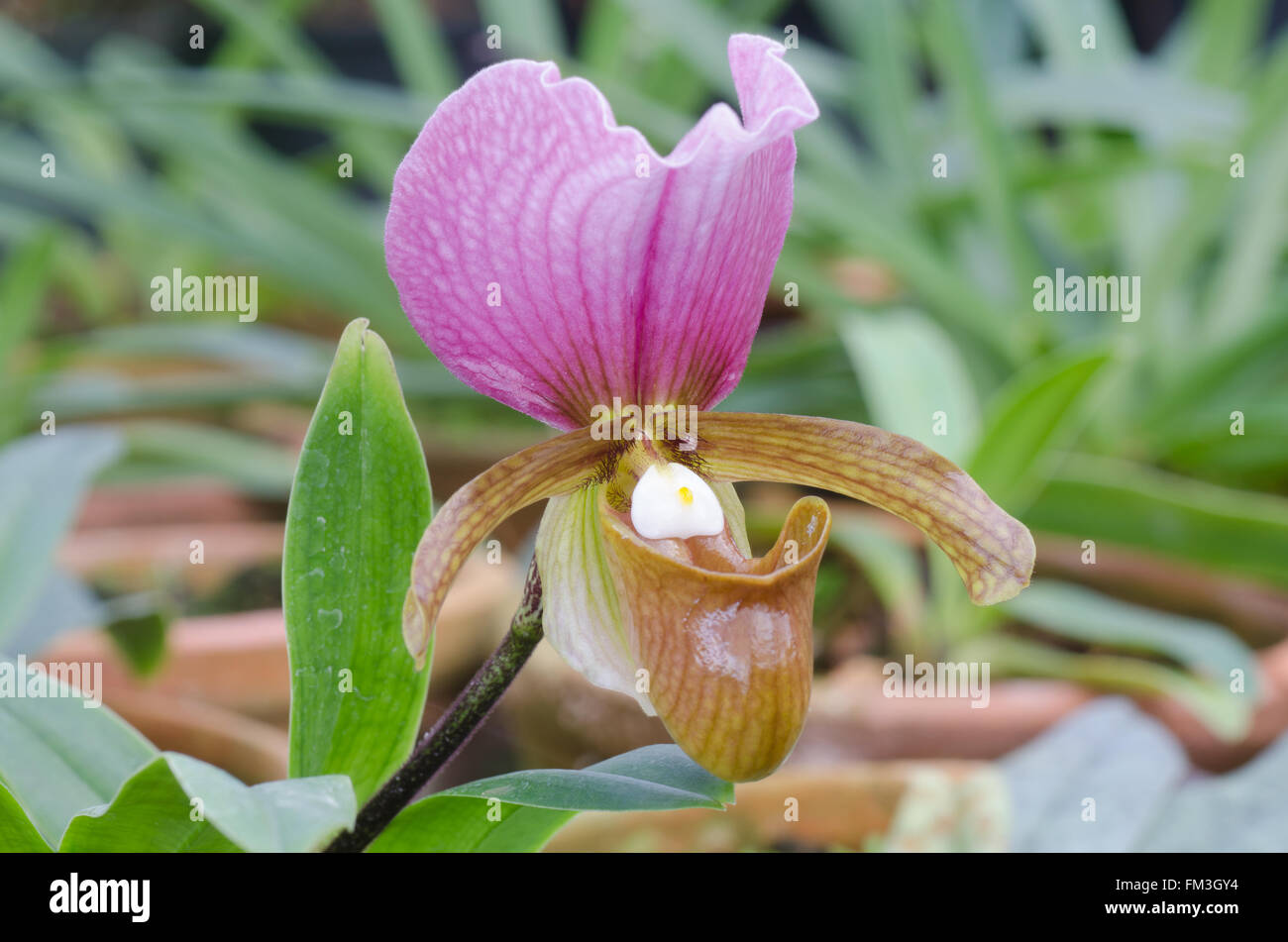Paphiopedilum flower Stock Photo