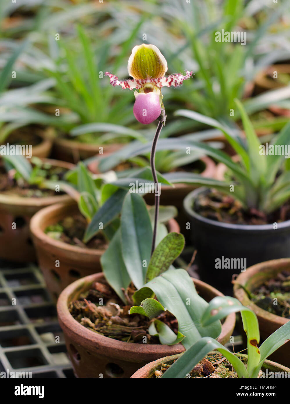 Paphiopedilum flower Stock Photo