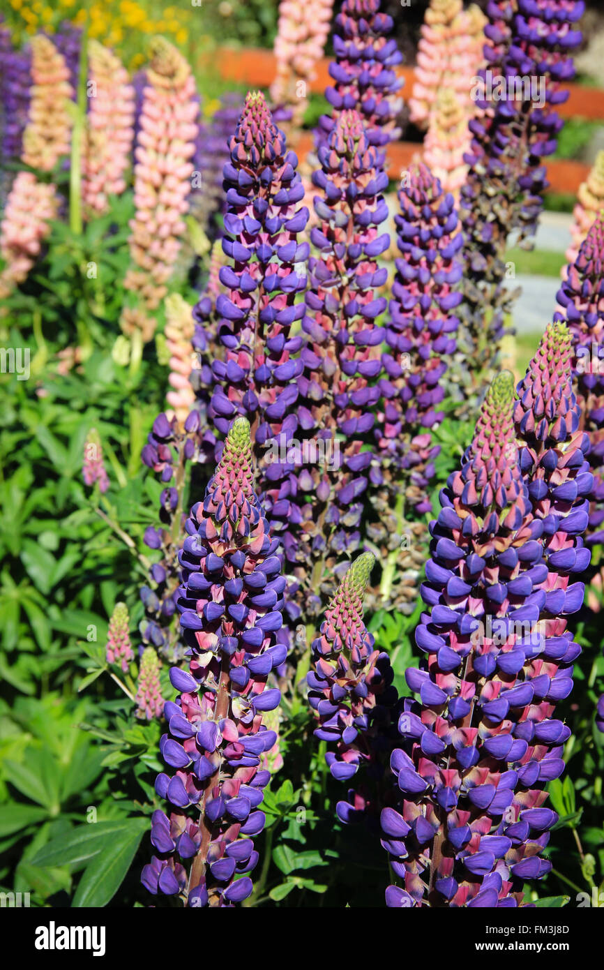 Purple Patagonian flowers Stock Photo