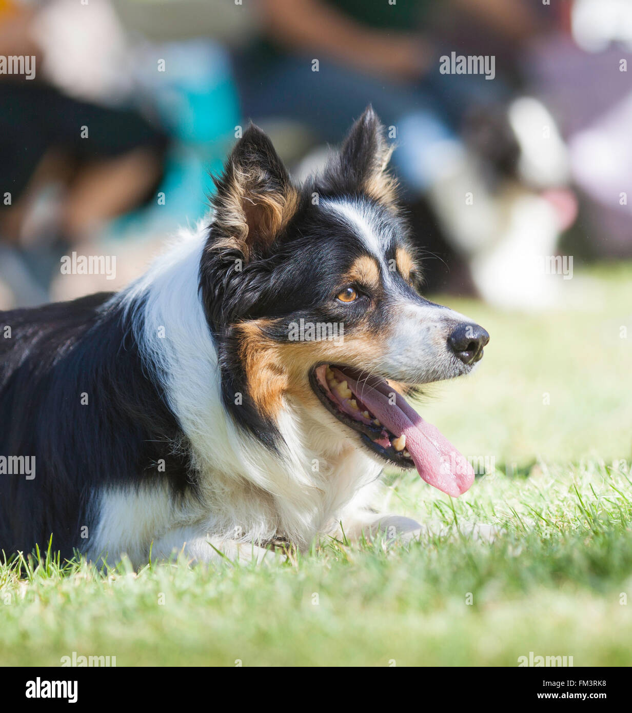 A Border Collie awaiting the command to herd sheep Stock Photo Alamy
