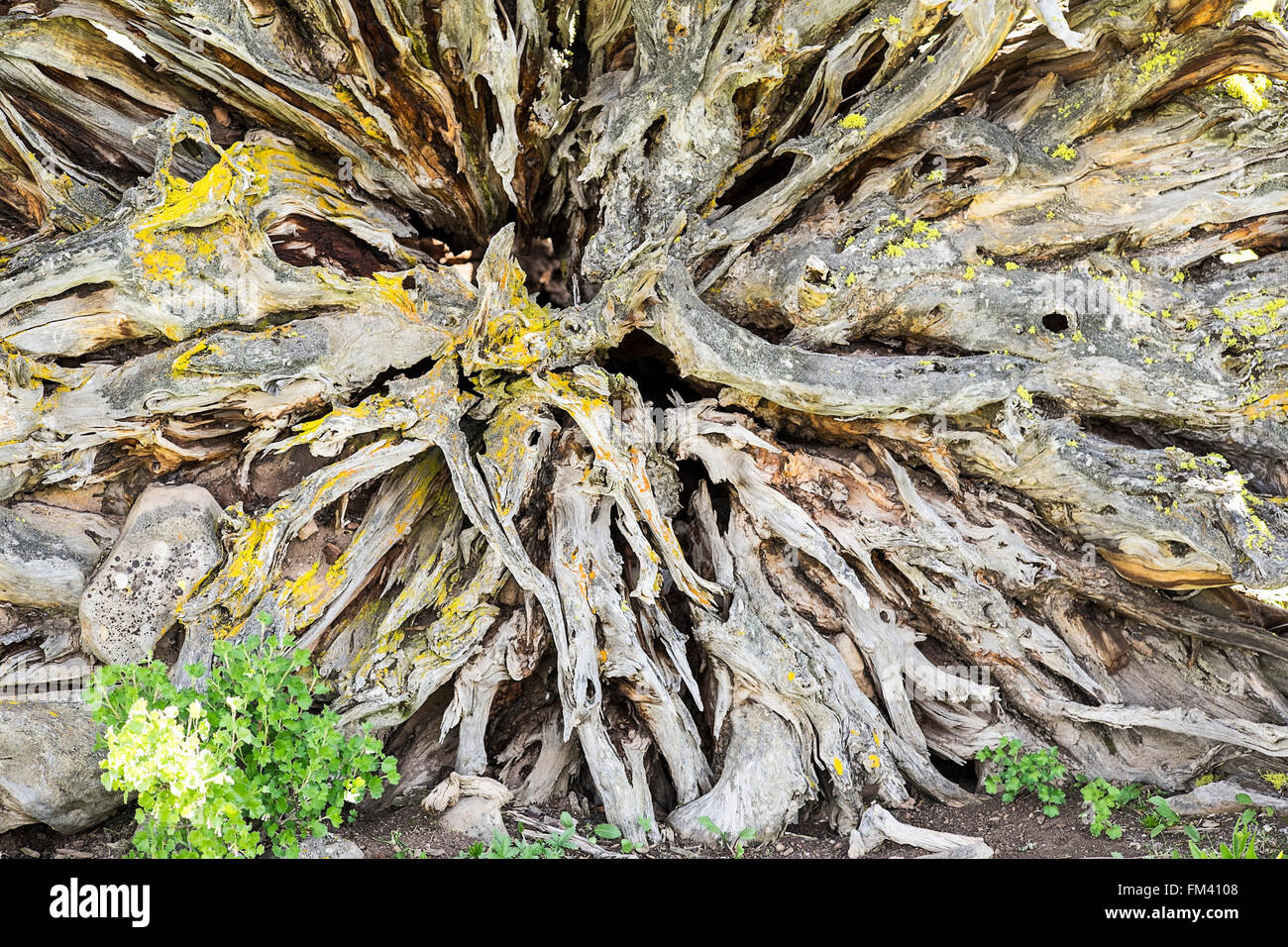 Root Ball Tree Stock Photos & Root Ball Tree Stock Images Alamy