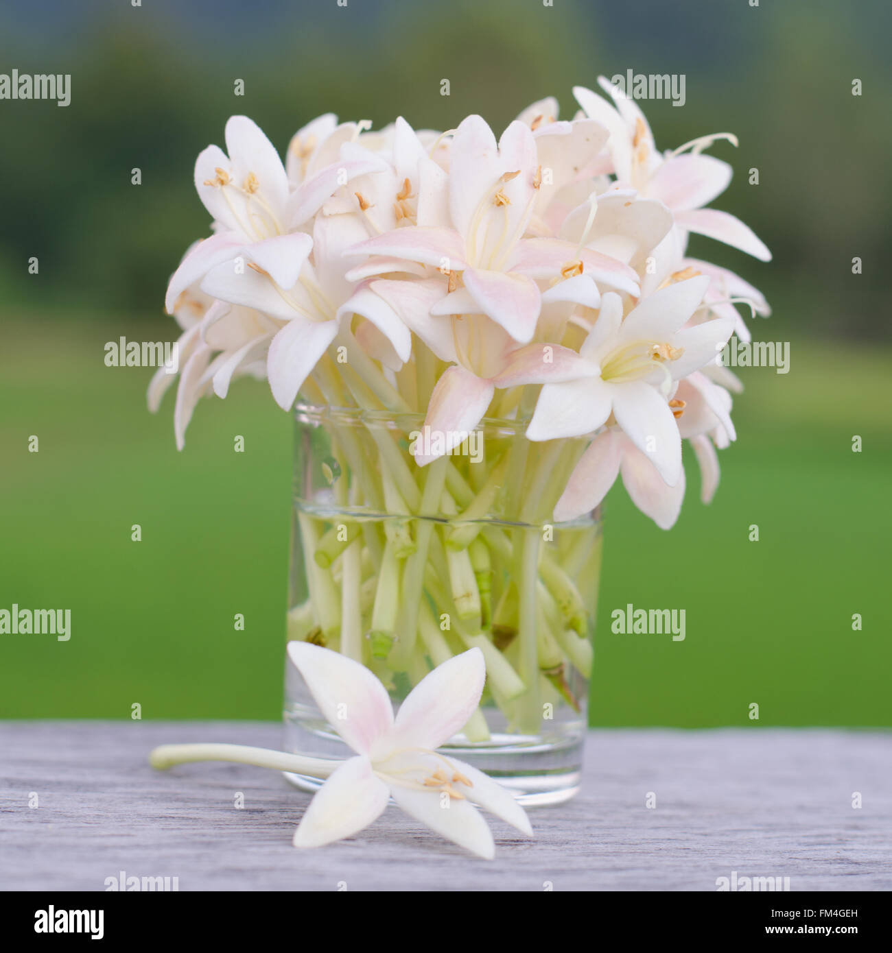 Indian cork flower Stock Photo Alamy