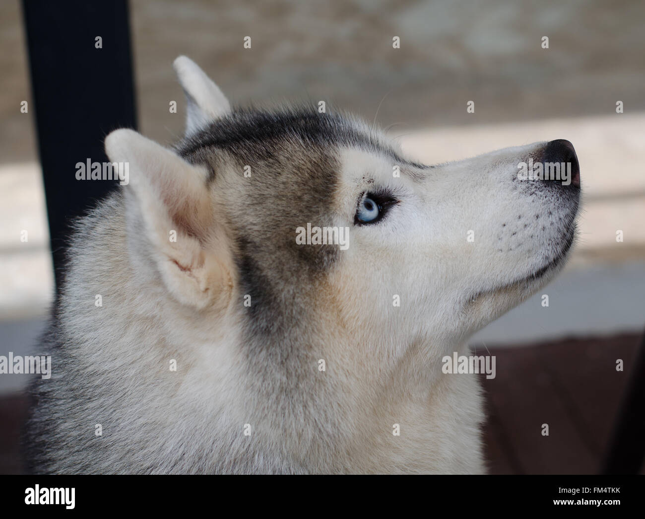 Close up on blue eyes of siberian dog Stock Photo