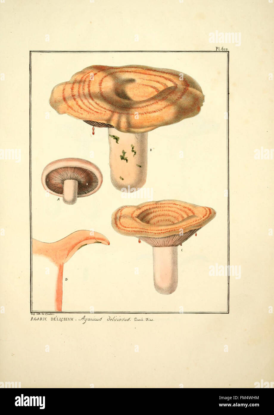 Figures des champignons, servant de supplC3A9ment aux planches de Bulliard (Pl. 633) Stock Photo