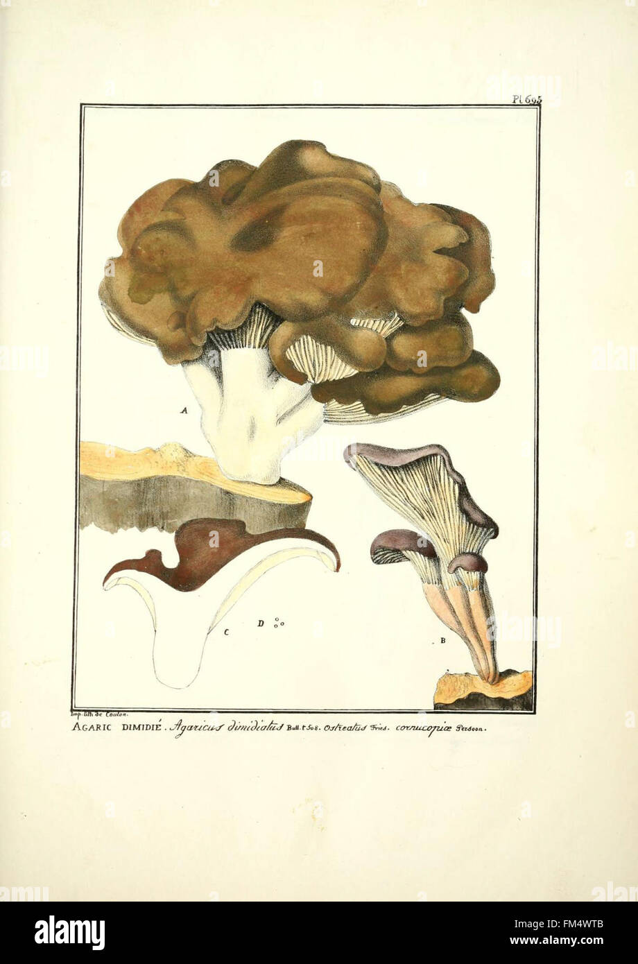 Figures des champignons, servant de supplC3A9ment aux planches de Bulliard (Pl. 695) Stock Photo
