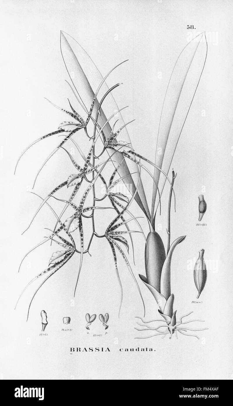Flora Brasiliensis, enumeratio plantarum in Brasilia hactenus