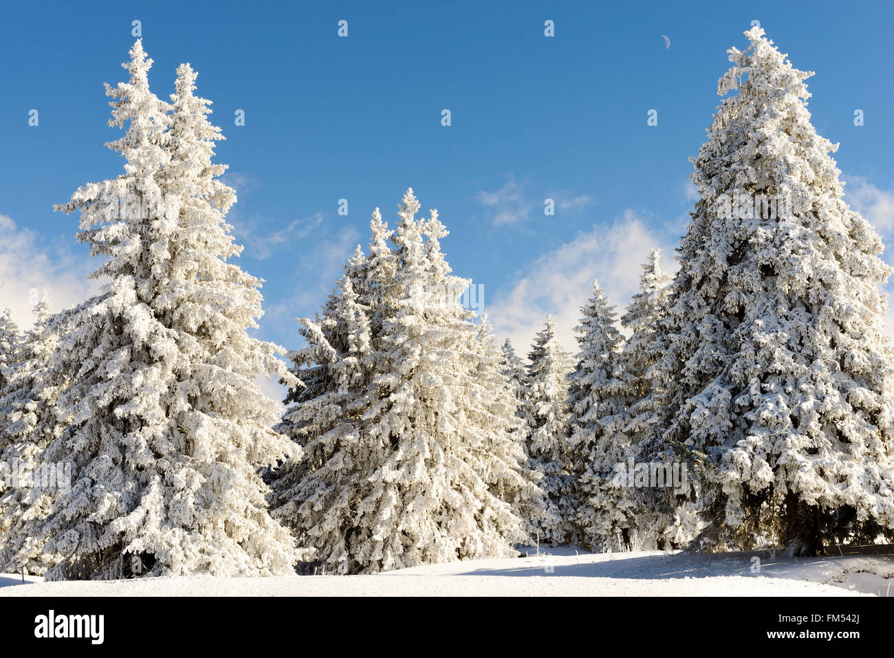 the winter landscape with snowy pine trees Stock Photo - Alamy