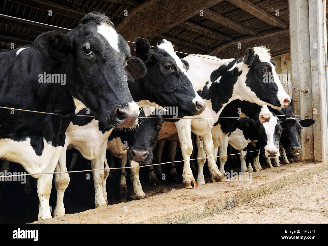 Row of Holstein dairy cows penned in a barn on a farm pushing their heads through the wires to look outside Stock Photo
