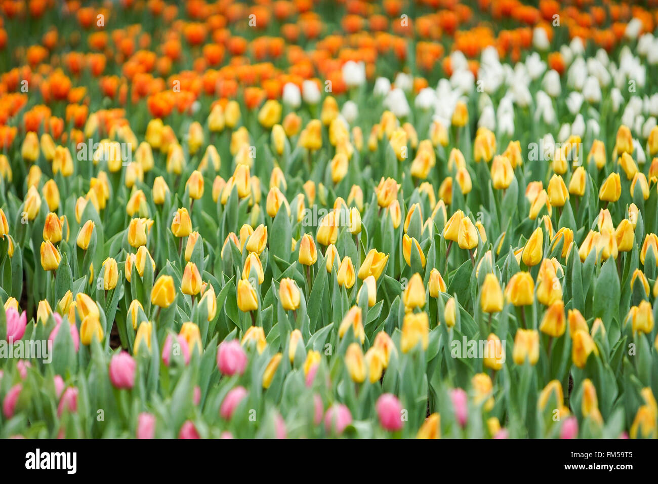 Hong Kong, China. 11th Mar, 2016. Photo taken on March 11, 2016 shows flowers of the Hong Kong Flower Exhibition at the Victoria Park in Hong Kong, south China, March 11, 2016. © Ng Wing Kin/Xinhua/Alamy Live News Stock Photo