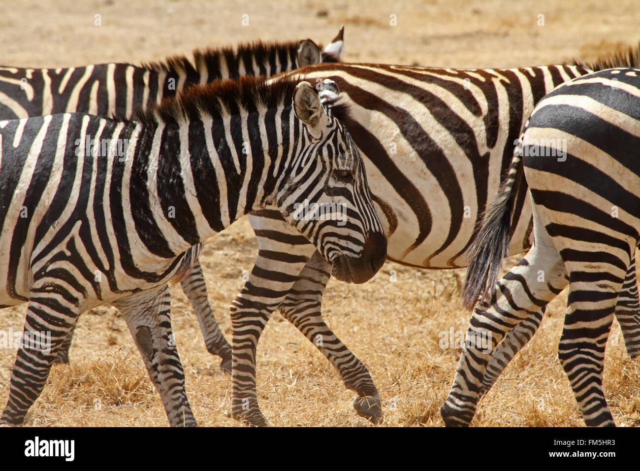 A beat up and scarred old zebra walks with the rest of the herd Stock Photo
