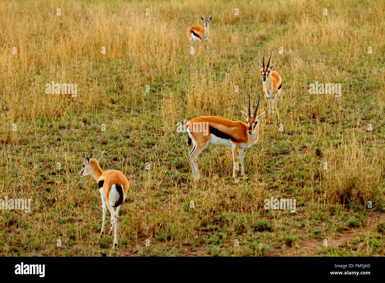Eudorcas thomsonii funny hi-res stock photography and images - Alamy