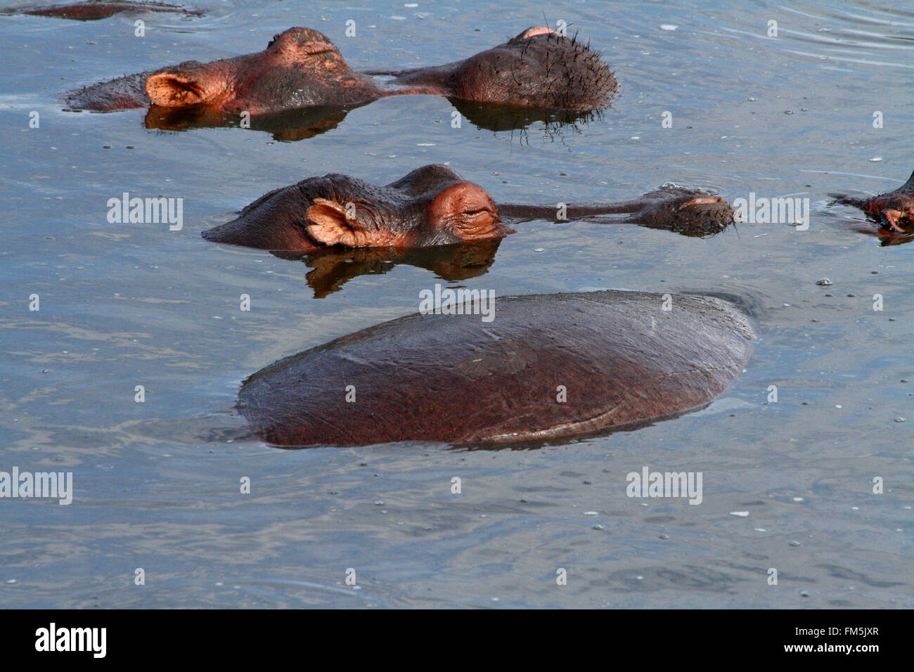 A couple of sleeping hippopotamus heads just above the surface of the water Stock Photo