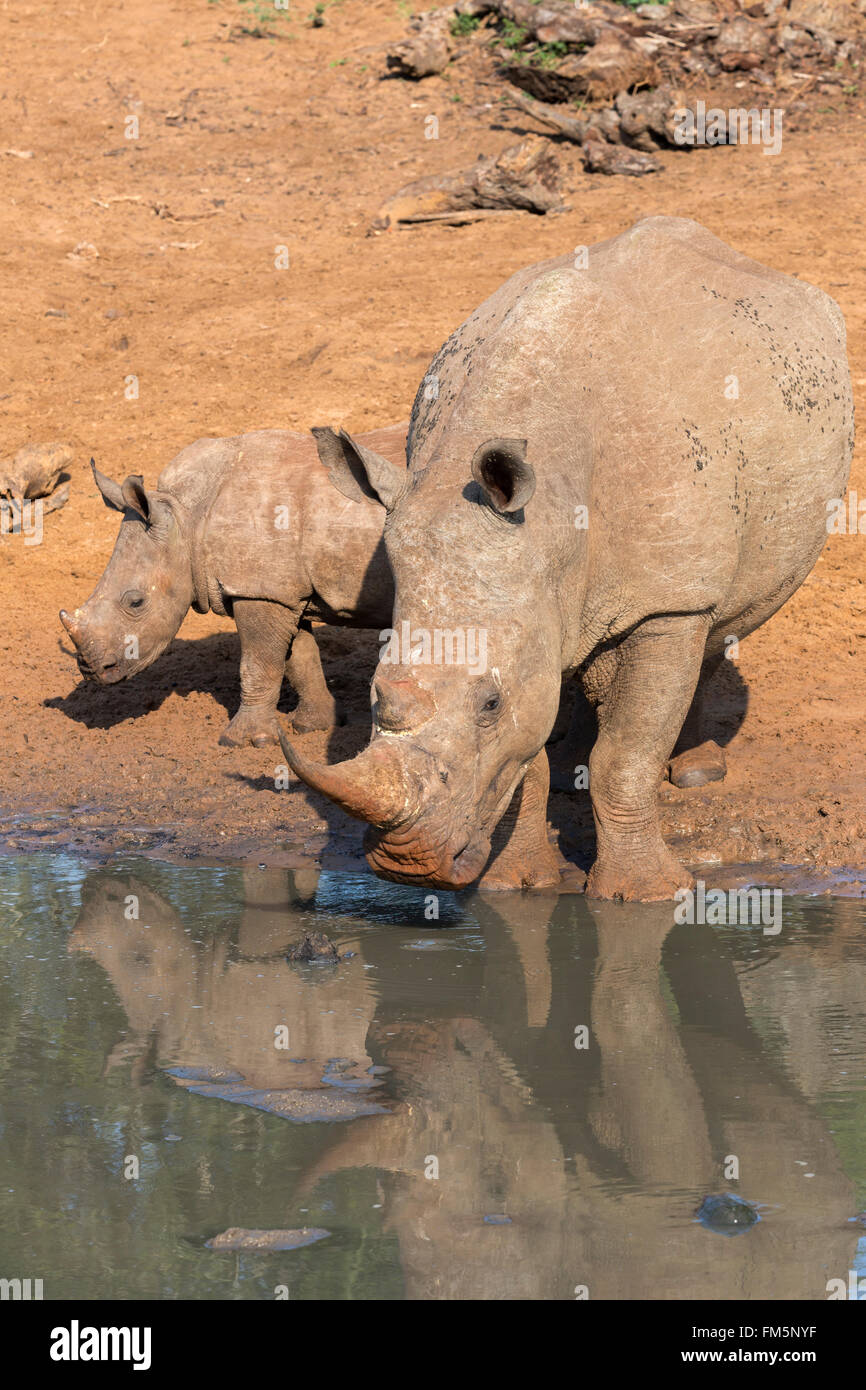 White rhino (Ceratotherium simum) with calf, KwaZulu Natal, South Africa Stock Photo