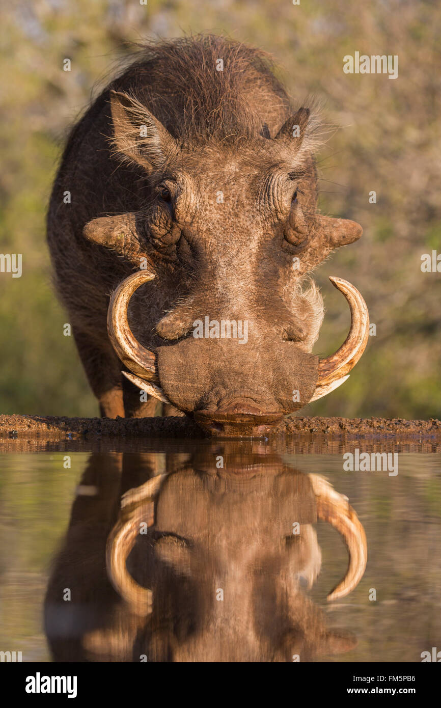 Warthog (Phacochoerus aethiopicus), at water, Zimanga game reserve, KwaZulu-Natal, South Africa Stock Photo