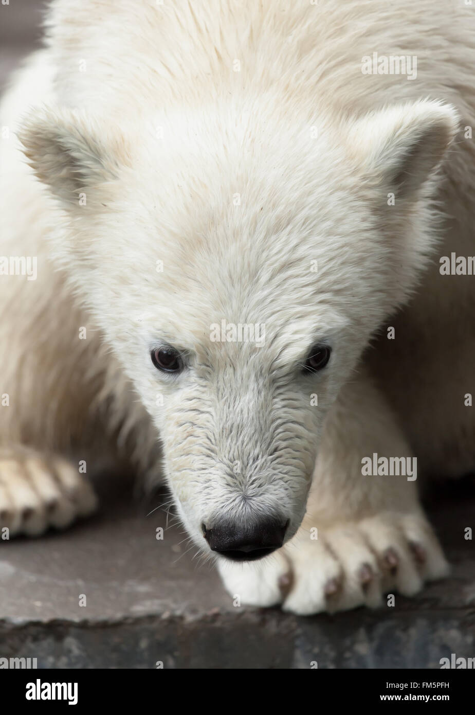 young polar bear portrait Stock Photo