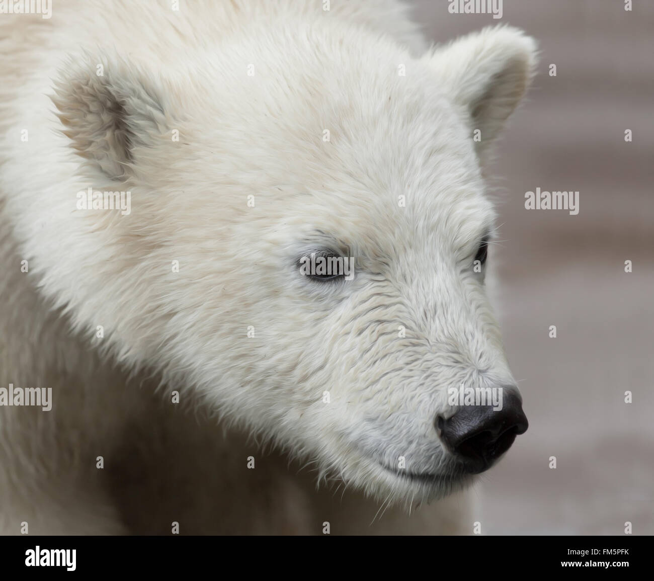 young polar bear portrait Stock Photo Alamy