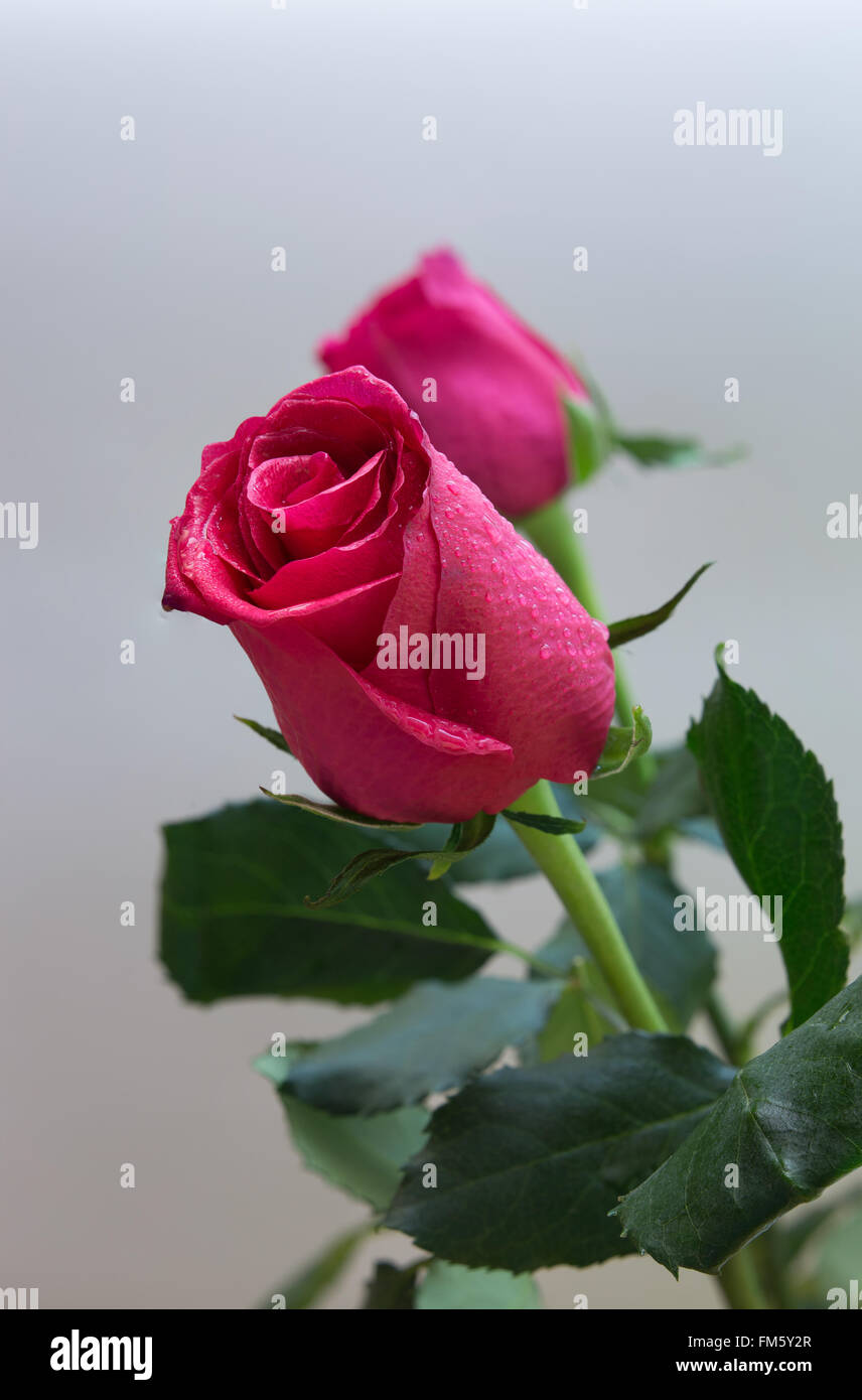Red Rose close-up Stock Photo - Alamy