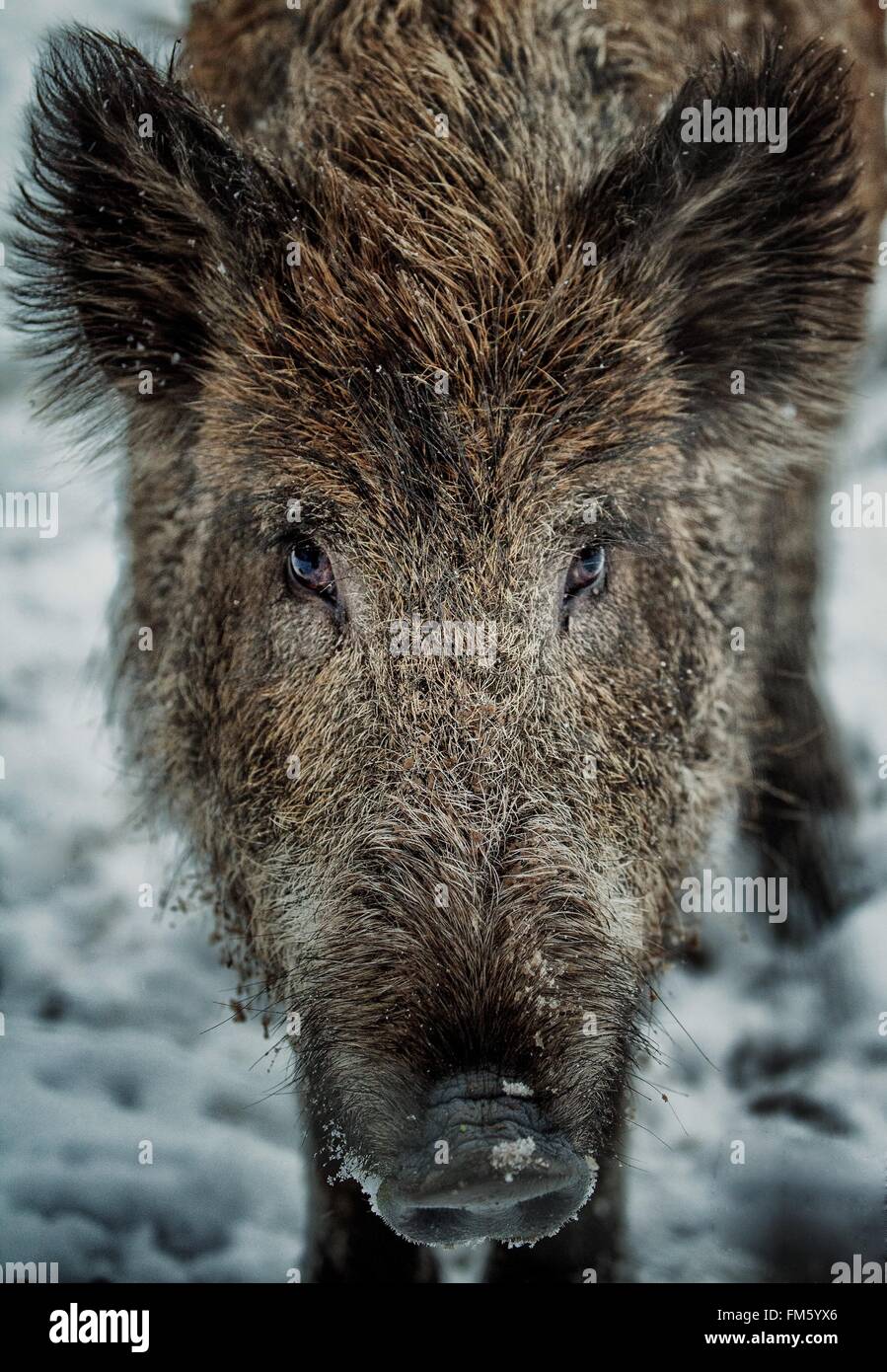 wild boar in snow looks to the camera Stock Photo Alamy