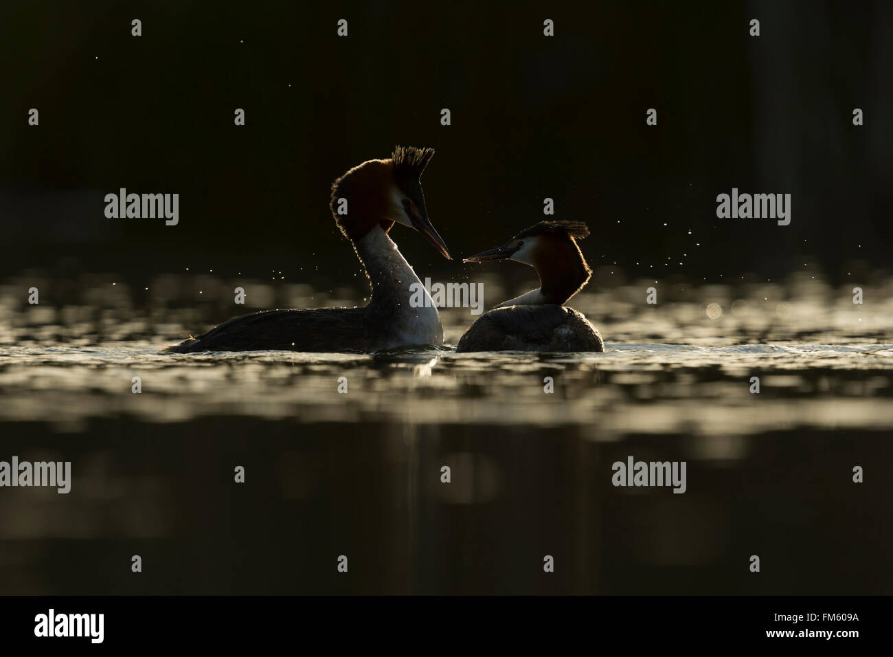 Great Crested Grebes /  Haubentaucher ( Podiceps cristatus ), pair while courtship time, in tenderly love, nice backlit. Stock Photo