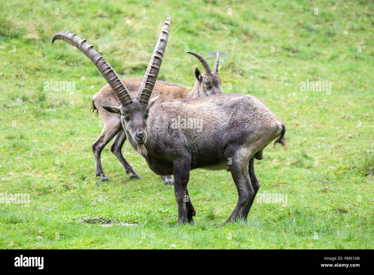 Male alpine ibex, Capra ibex, in a glade with a female behind. This is a sexually dimorphic species with larger males who carry  Stock Photo