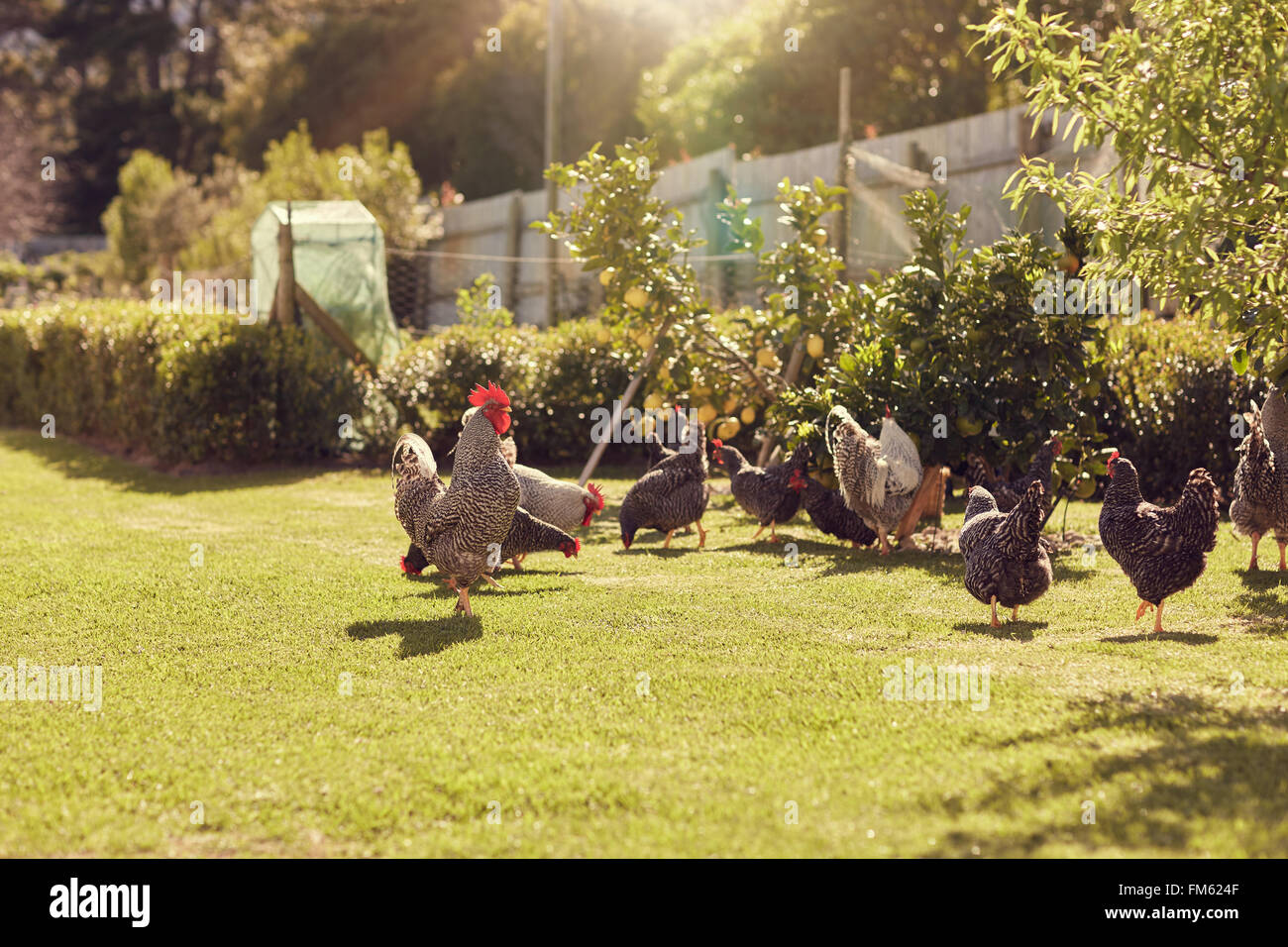 Free range chickens feeding on lush green grass in sunlight Stock Photo