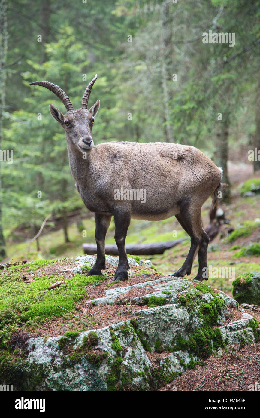 Female alpine ibex, Capra ibex, looking at camera from a rock in a wood Stock Photo