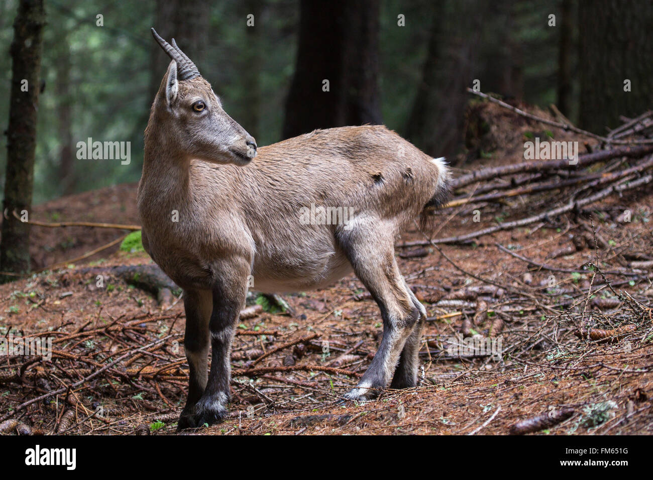 Baby alpine ibex, Capra ibex, looking around in a wood. Stock Photo