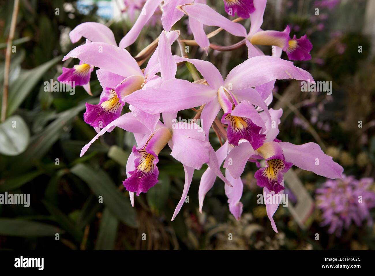 Laelia  anceps is a small genus of the orchid family, growing in the Glasshouse at RHS Wisley. Stock Photo