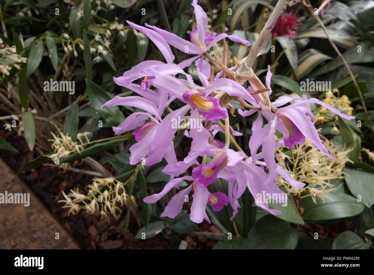 Laelia  anceps is a small genus of the orchid family, growing in the Glasshouse at RHS Wisley. Stock Photo