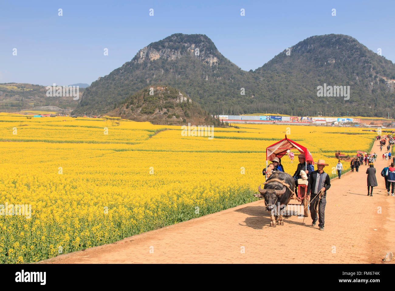 Luoping, China - February 28, 2016: Man riding a waterbuffalo for the tourists among the rapeseed flowers fields of Luoping in Y Stock Photo