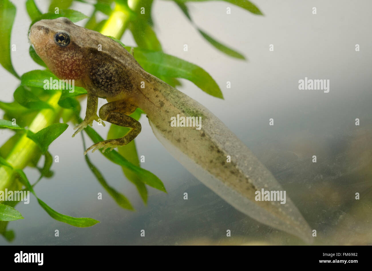 tadpole of Common Frog  Rana temporaria Stock Photo