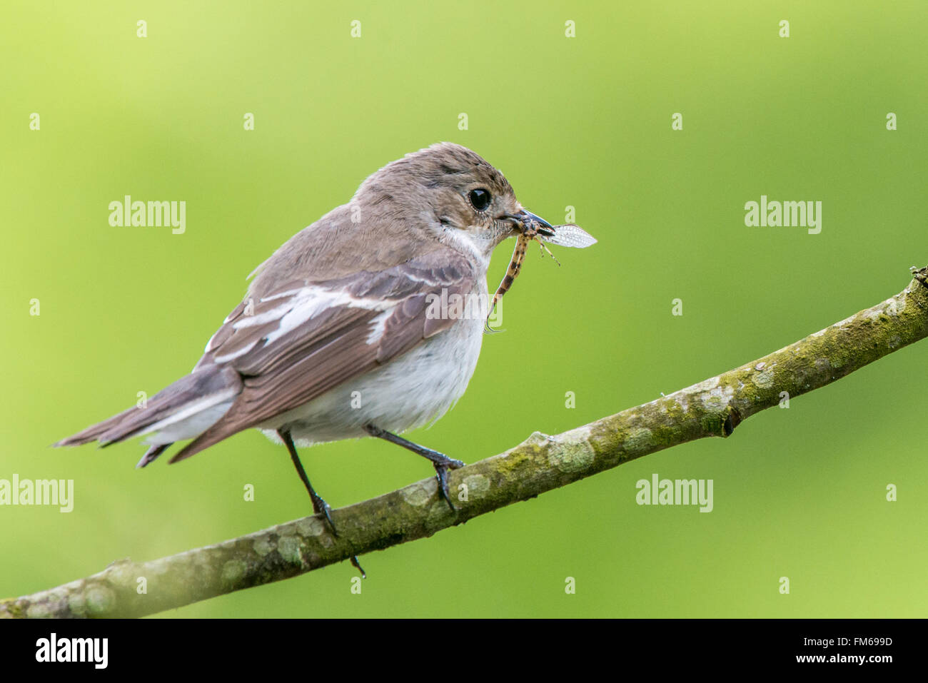 This female pied flycatcher {Ficedula hypoleuca} was catching stoneflies to feed its family. Perched on a willow tree over the U Stock Photo
