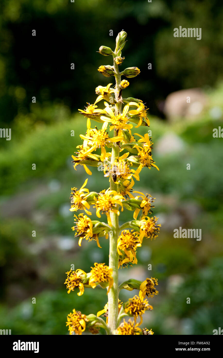 detailed macro shot of flower of ligularia fischeri Stock Photo