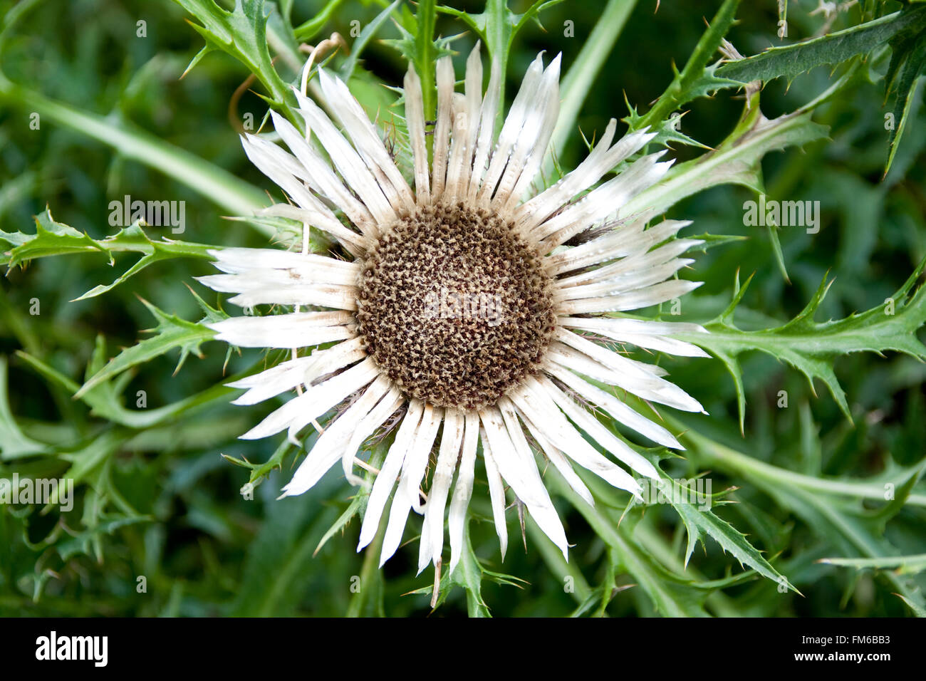 detailed shot of flower named carlina agrulis Stock Photo