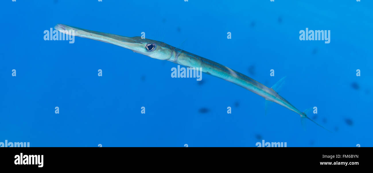 Smooth cornetfish {Fistularia commersonii} are commonly seen in the Red Sea, but a difficult subject to photograph - being extre Stock Photo