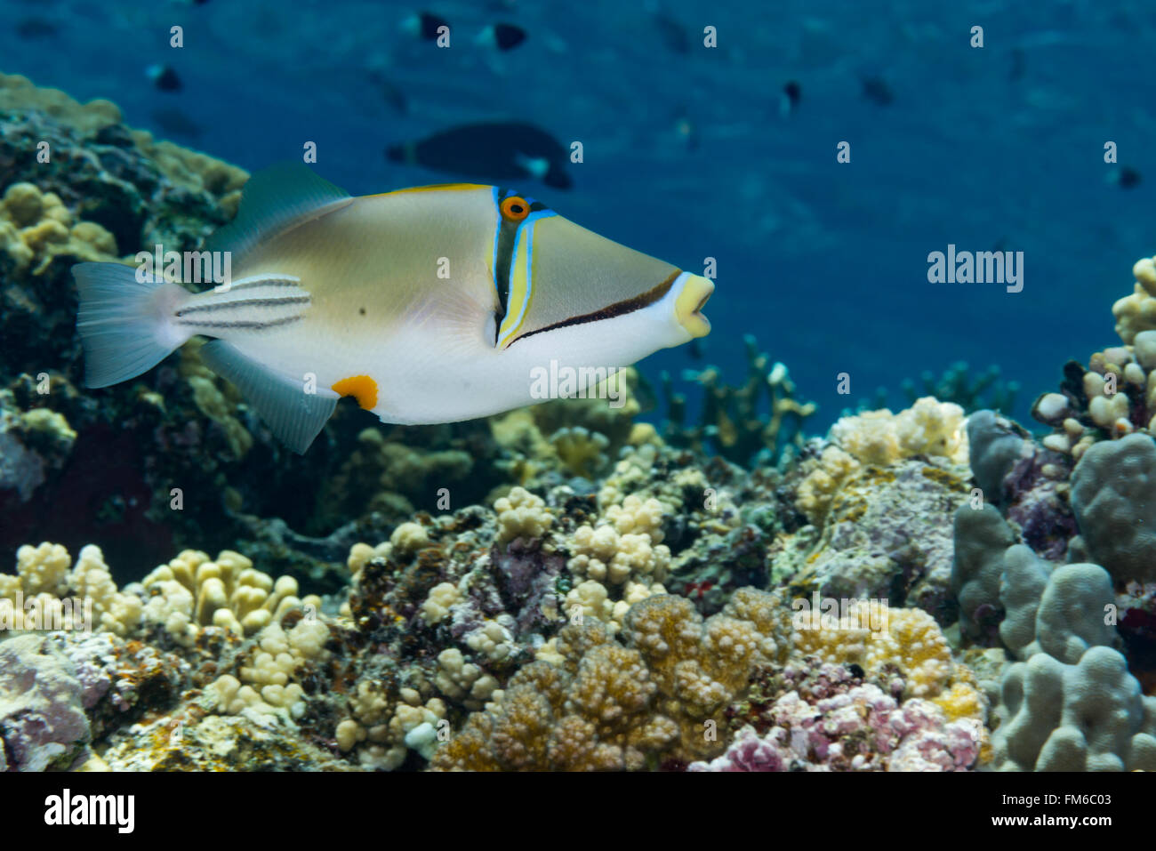 Picasso triggerfish {Rhinecanthus assasi} is aptly named, having a curious colour pattern. Elphinstone, Red Sea, June. Stock Photo