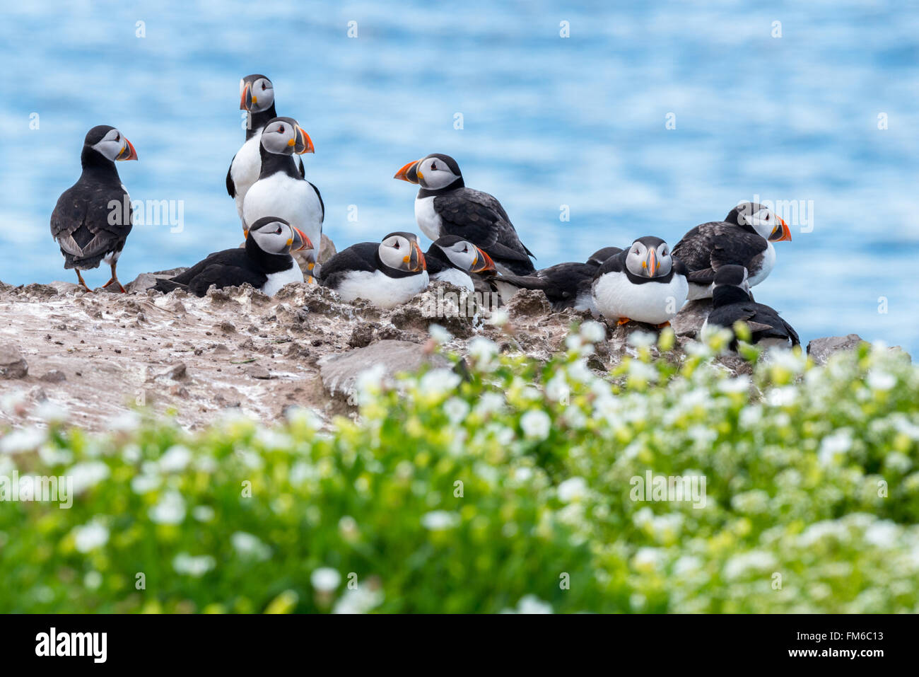 A colony of puffins {Fratercula arctica} in the Farne Islands, with sea campion {Silene maritima} in the foreground. May Stock Photo