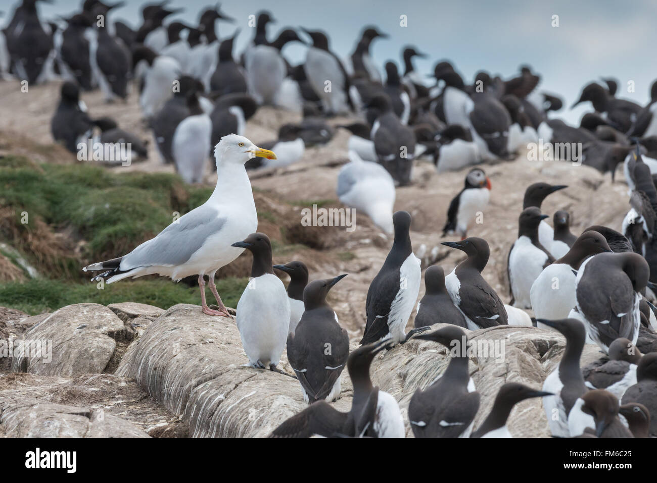 A herring gull {Larus argentatus} standing amongst a colony of guillemots {Uria aalge}, with a solitary puffin Stock Photo